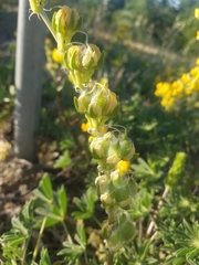 Lupinus luteolus