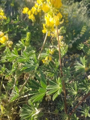 Lupinus luteolus