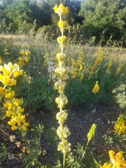 Lupinus luteolus