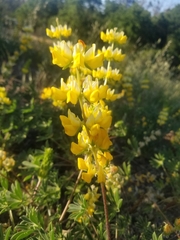 Lupinus luteolus