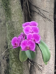 Phalaenopsis