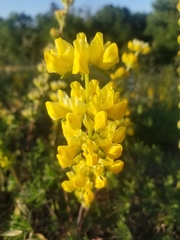 Lupinus luteolus