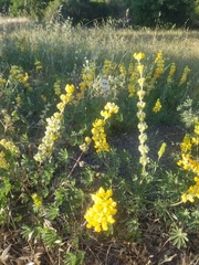 Lupinus luteolus