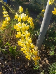 Lupinus luteolus