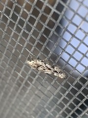 Coleotechnites coniferella