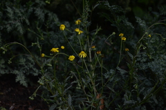 Senecio