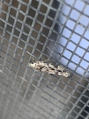 Coleotechnites coniferella