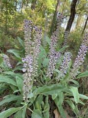 Lupinus villosus