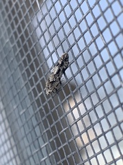 Coleotechnites coniferella