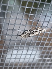 Coleotechnites coniferella