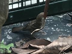 Passer montanus