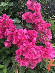 Bougainvillea
