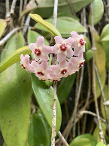 Hoya carnosa, 2021-05-07