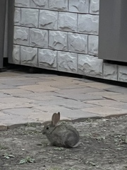 Sylvilagus audubonii