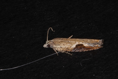 Pseudexentera costomaculana