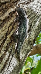 Sceloporus occidentalis