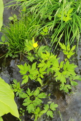 Ranunculus hispidus caricetorum