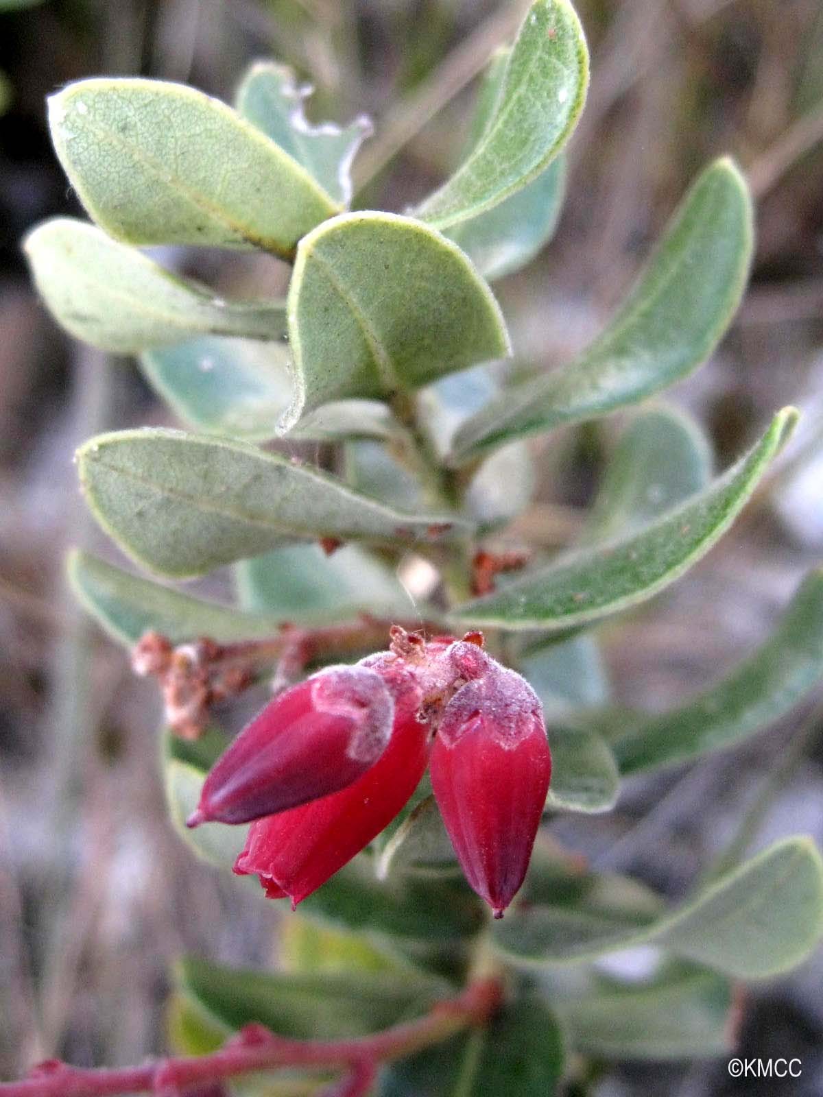 Agarista