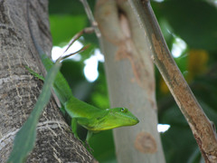 Anolis garmani