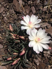 Lewisia rediviva