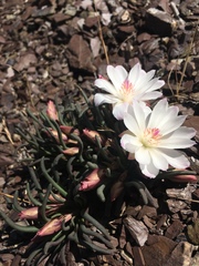 Lewisia rediviva