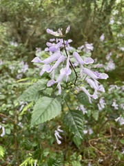 Plectranthus saccatus