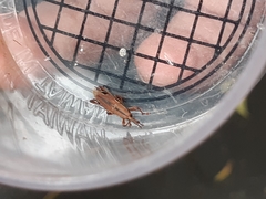 Sphenocorynes kosempoensis