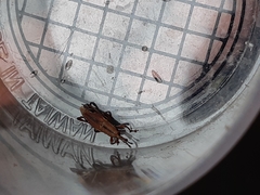 Sphenocorynes kosempoensis