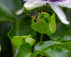 Anisoscelis marginellus