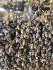 Apis mellifera