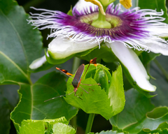 Anisoscelis marginellus