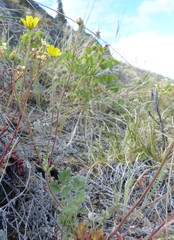 Potentilla arenosa