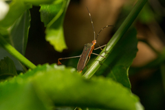 Anisoscelis marginellus