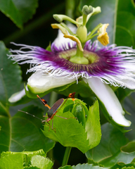 Anisoscelis marginellus