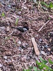 Poecile atricapillus