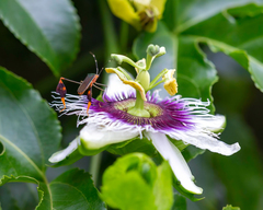 Anisoscelis marginellus