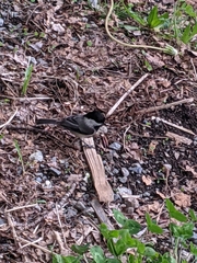 Poecile atricapillus