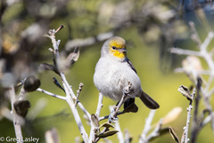 Verdin photo 2
