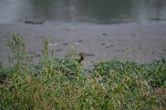 Haemorhous mexicanus