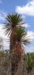 Yucca periculosa