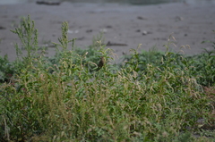 Haemorhous mexicanus