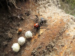 Latrodectus curacaviensis
