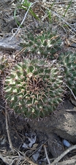 Mammillaria karwinskiana karwinskiana