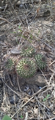 Mammillaria karwinskiana karwinskiana