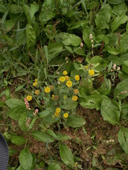 Pulicaria vulgaris