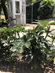 Heptapleurum arboricola