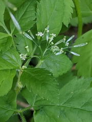 Osmorhiza berteroi