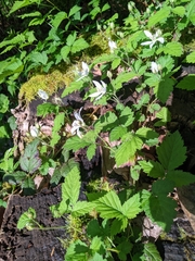 Rubus ursinus