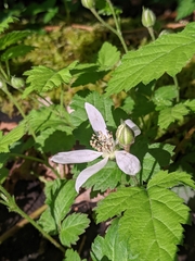 Rubus ursinus