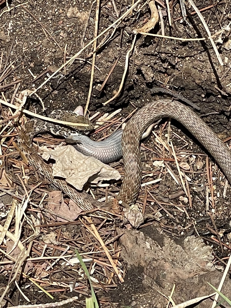 Red Coachwhip from University of California, Riverside, Riverside, CA ...